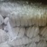 白萝卜1~1.5斤起