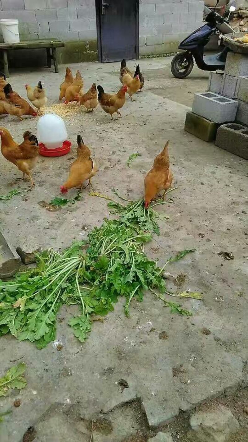 土鸡蛋食用50g以下