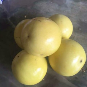 紫香一号黄果40~50g
