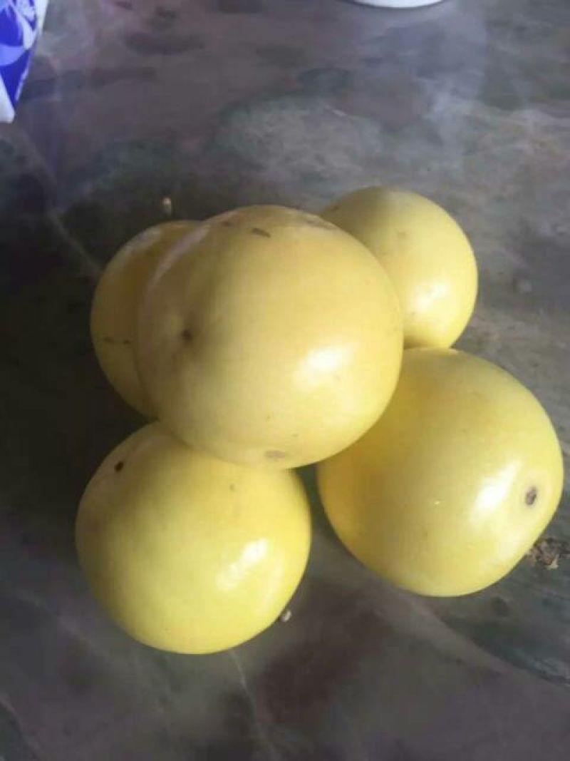 紫香一号黄果40~50g