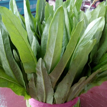 紫油麦菜30~35厘米以上