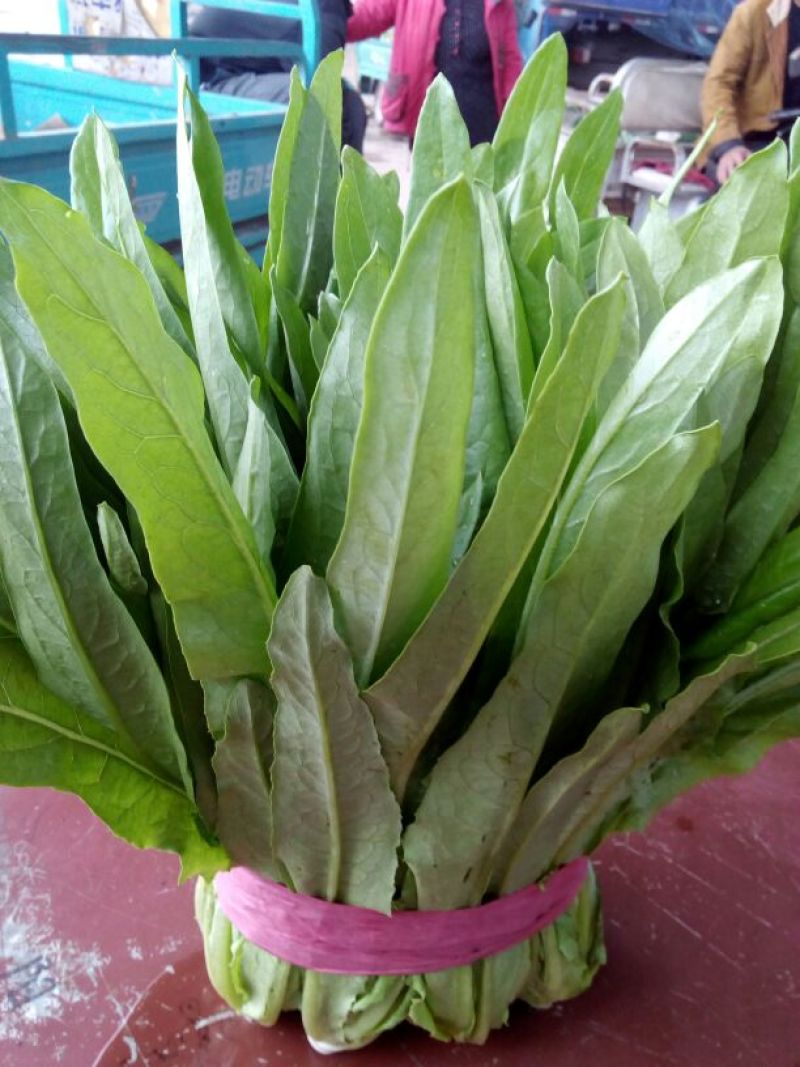 紫油麦菜30~35厘米以上