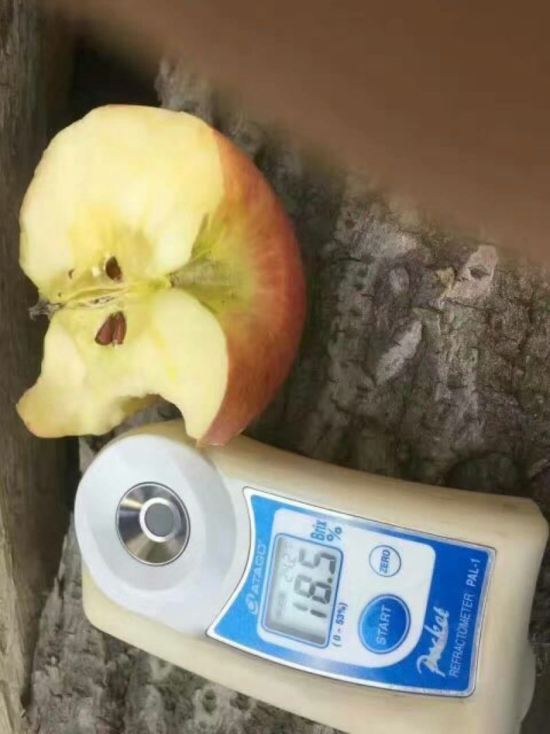 冰糖心苹果70mm以上膜袋