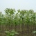 梓树12~14cm14~16cm16~18cm18~