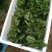 绿神菠菜15~20厘米