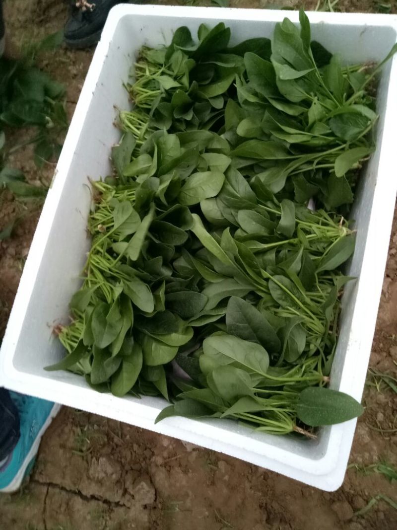 绿神菠菜15~20厘米