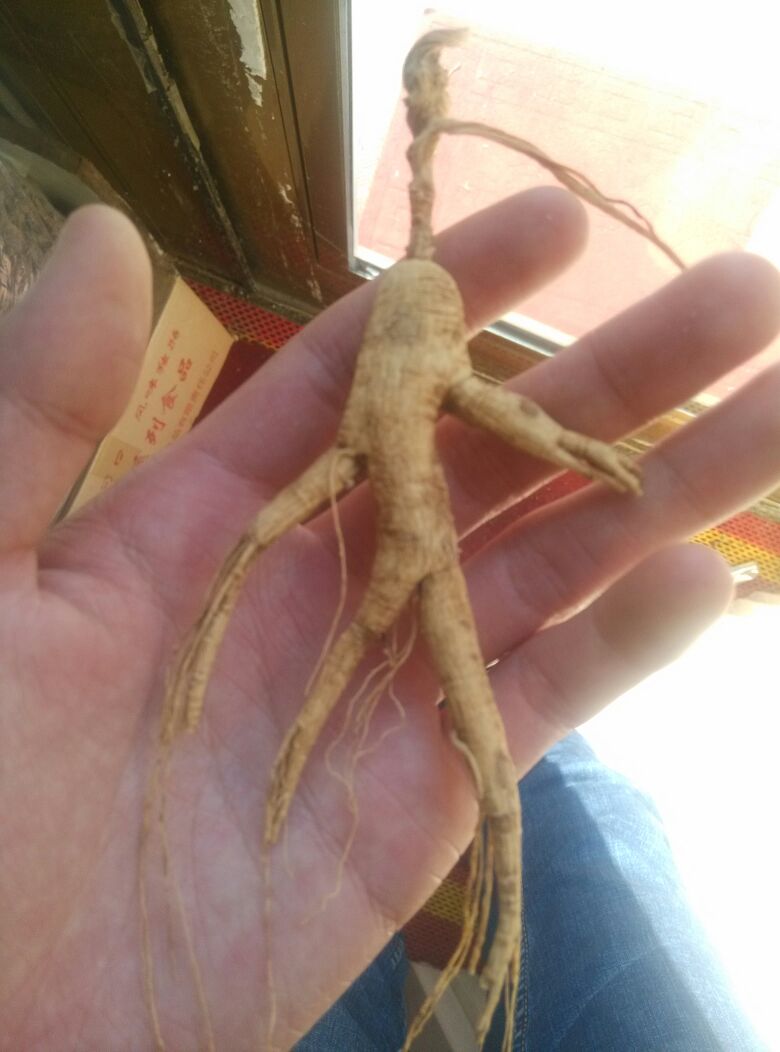 人参黑龙江伊春五营区_批发_供应-一亩田农业