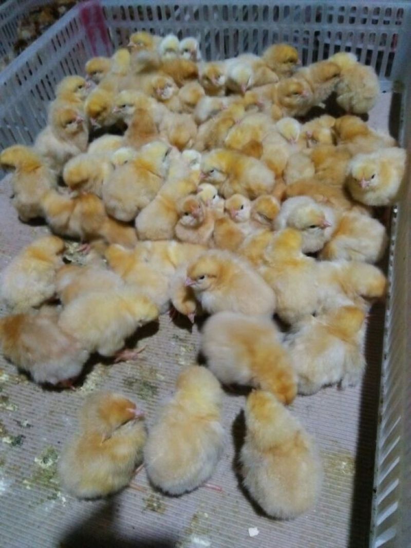 鸡苗1斤以下