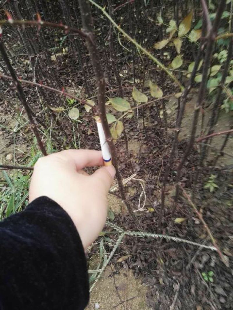 花椒苗0.5~1年
