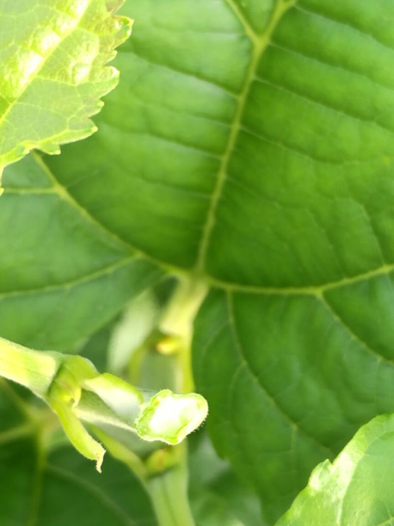 桑树苗50cm