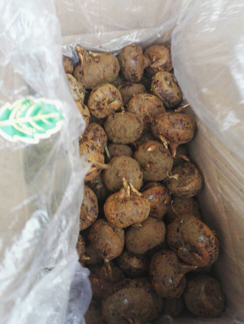 荸荠正宗荔浦马蹄批发零售清甜化渣甜如初恋