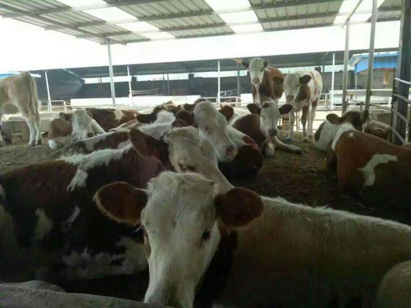 牛犊200~300kg