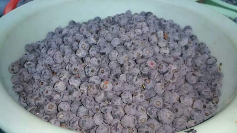 园蓝蓝莓2~4mm以上