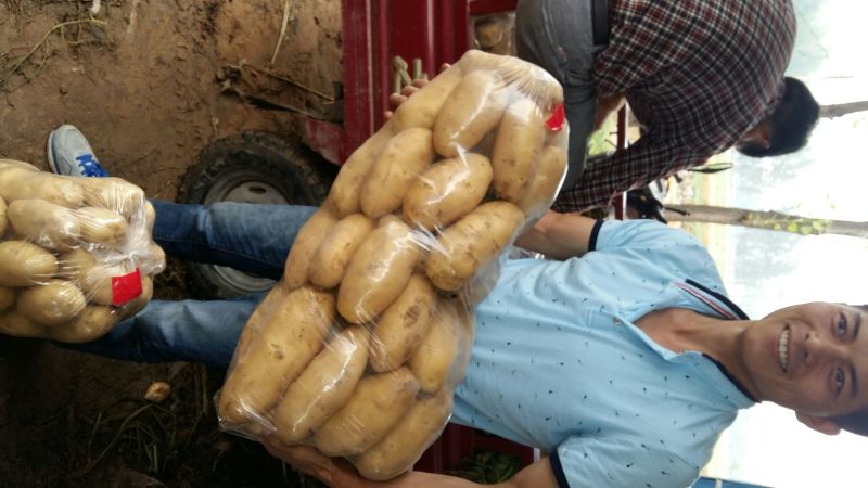 荷兰十五土豆3两以上通货