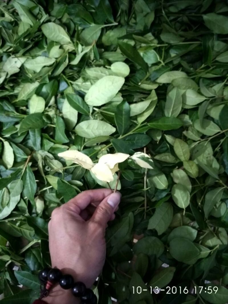观音茶一级