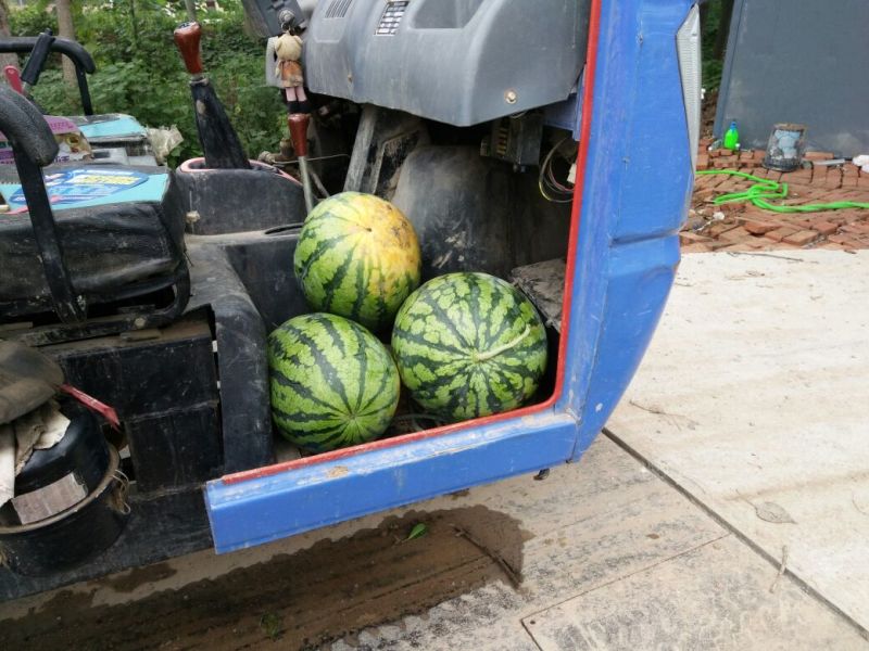 西瓜8斤打底9成熟1茬