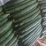 春秋黄瓜25公分以上干花带刺