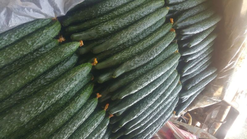 春秋黄瓜25公分以上干花带刺
