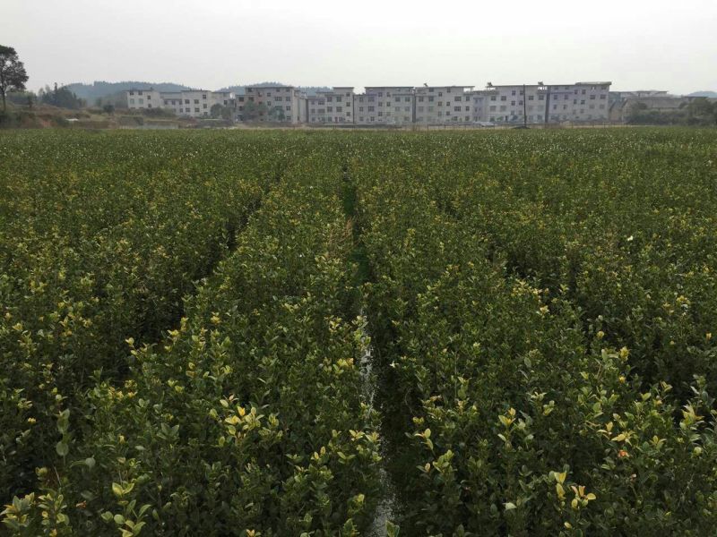长林油茶苗10~29cm