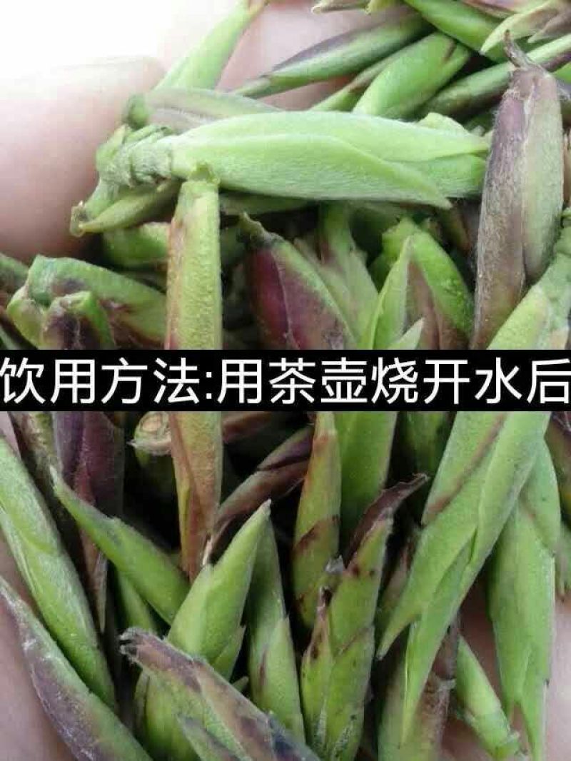 普洱茶