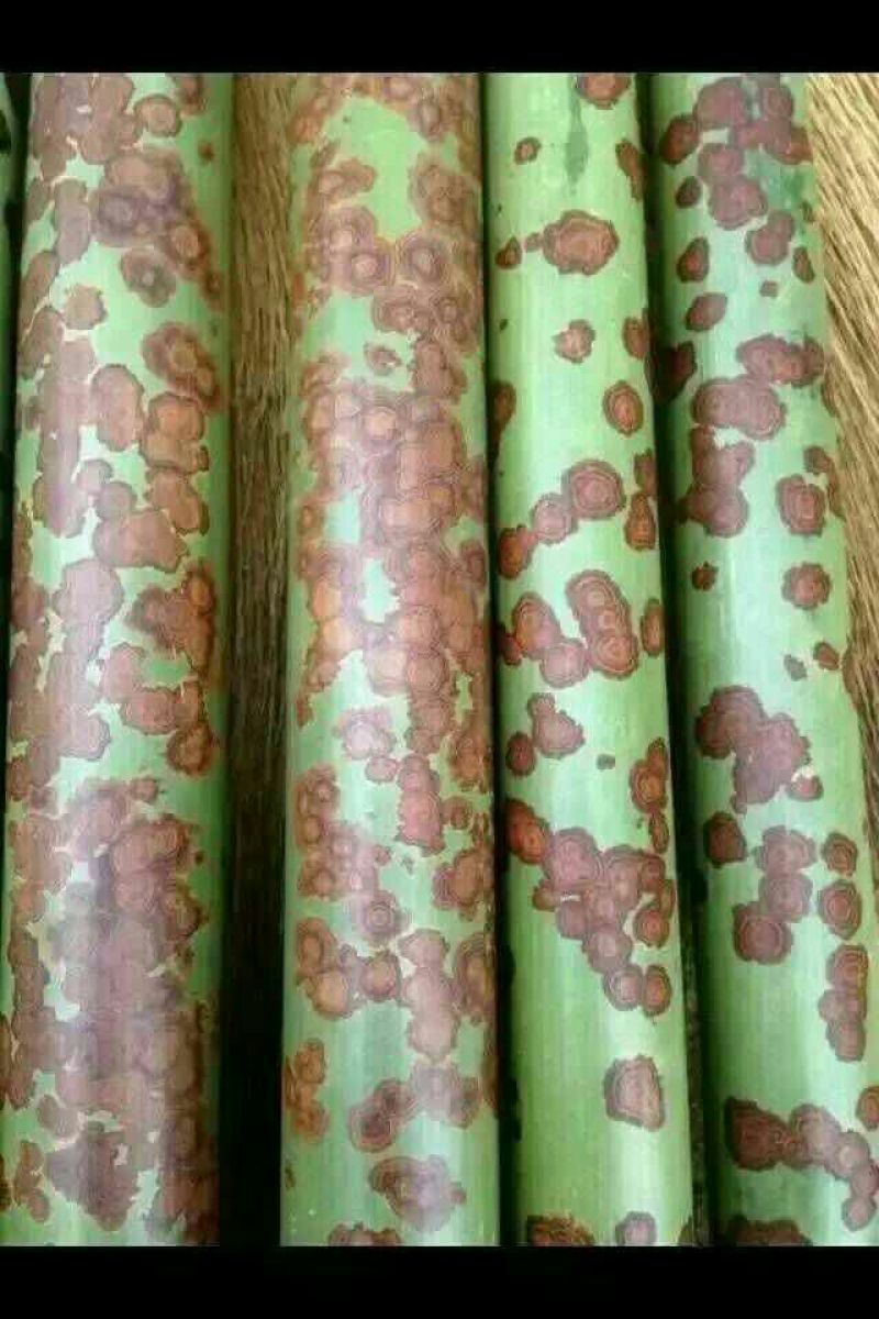 斑竹6~7m