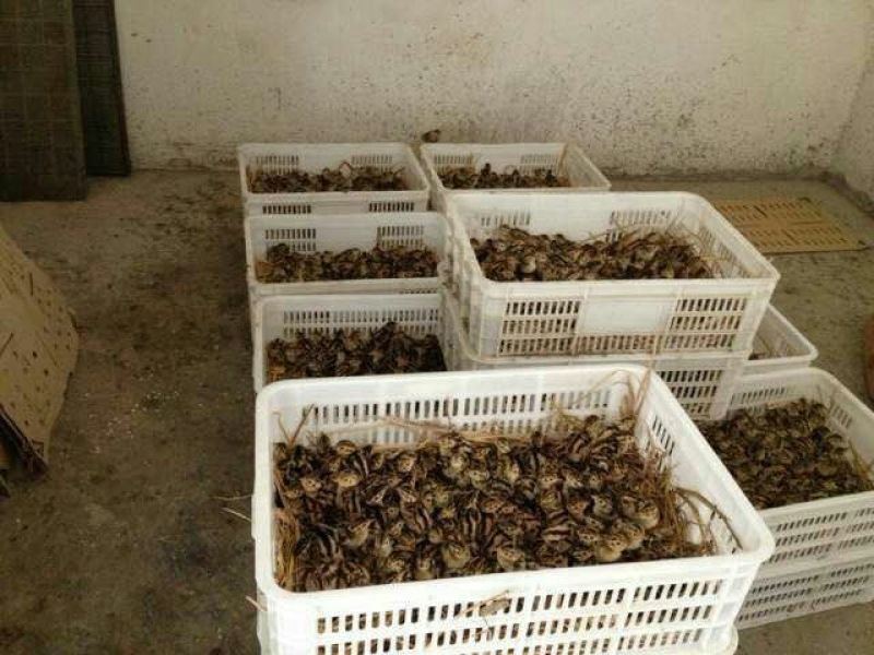 野生鸡苗1斤以下