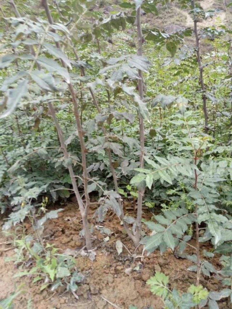 武都花椒苗大红袍狮子头伏椒1-3年苗提供技术指导甘肃陇南
