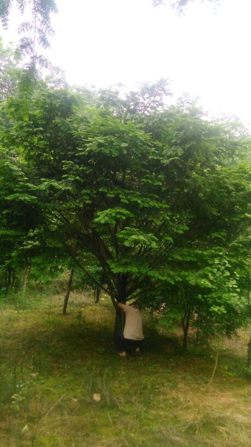 红豆杉树桩25~30cm
