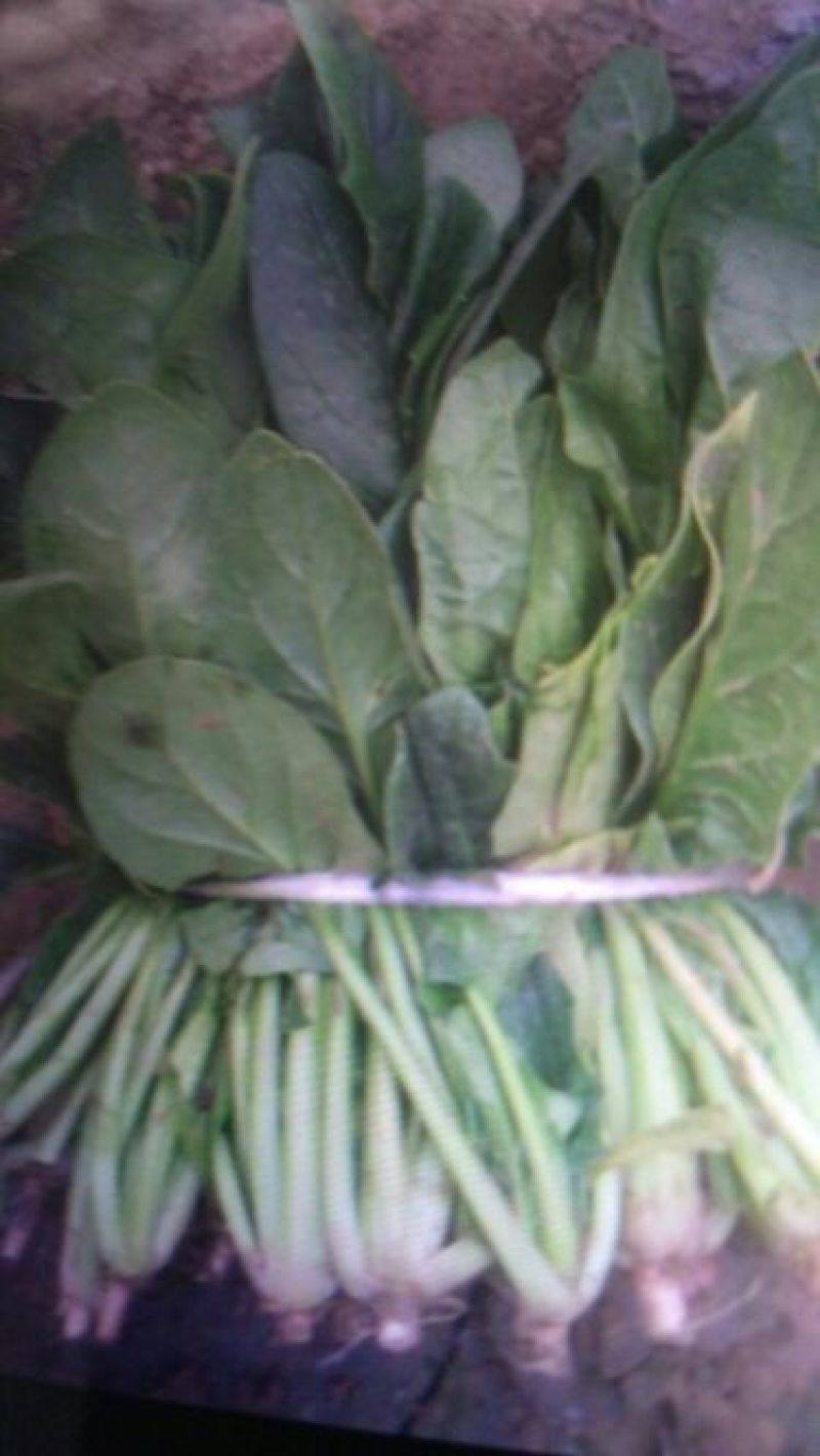 越冬菠菜15~20厘米