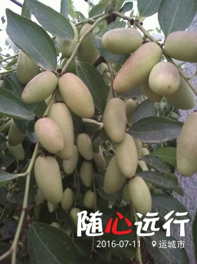 冬枣