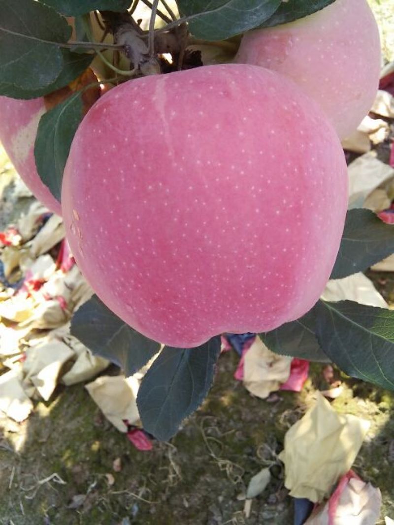 红星苹果75mm以上纸+膜袋