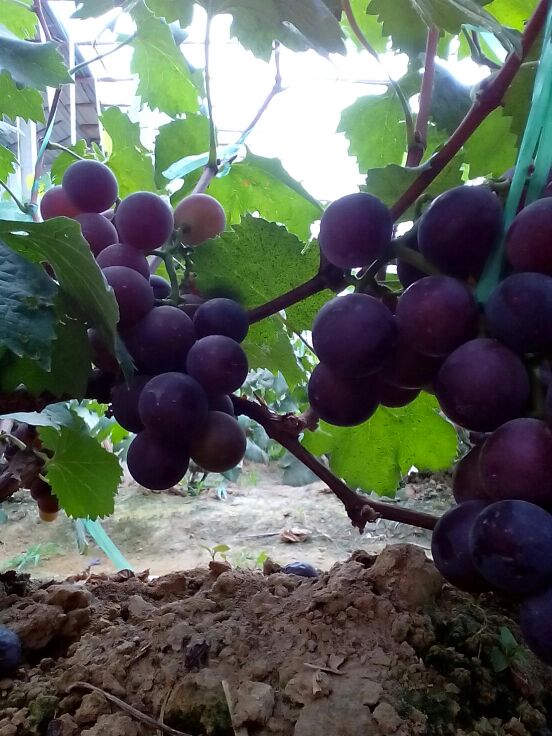 山东聊城莘县大王寨镇郑家村瓜果蔬菜市场藤稔