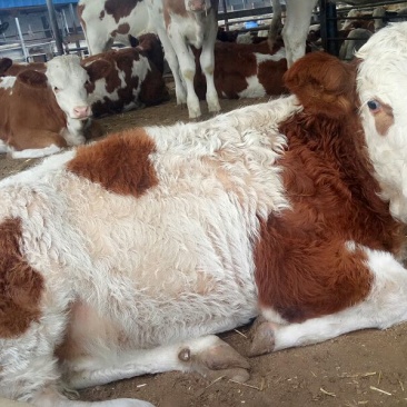 西门塔尔牛犊100~200kg