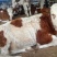 西门塔尔牛犊100~200kg