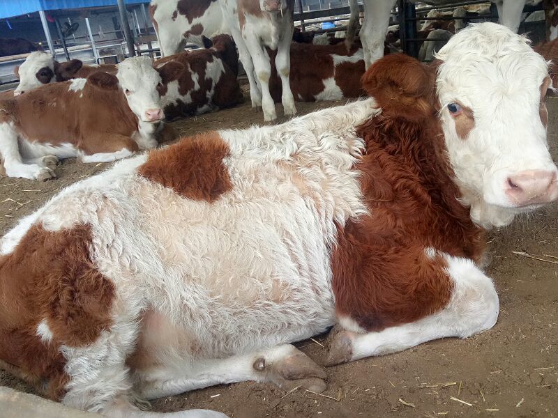 西门塔尔牛犊100~200kg