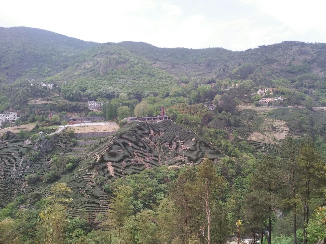 茶叶河南信阳商城县_批发_供应-一亩田农业网