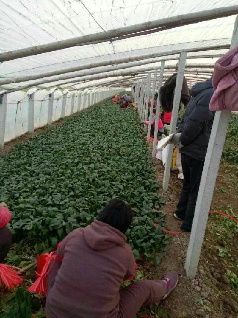 秋菠菜20~25厘米