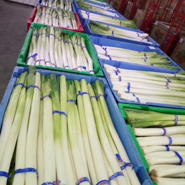 长白大葱30~40cm毛葱3cm左右