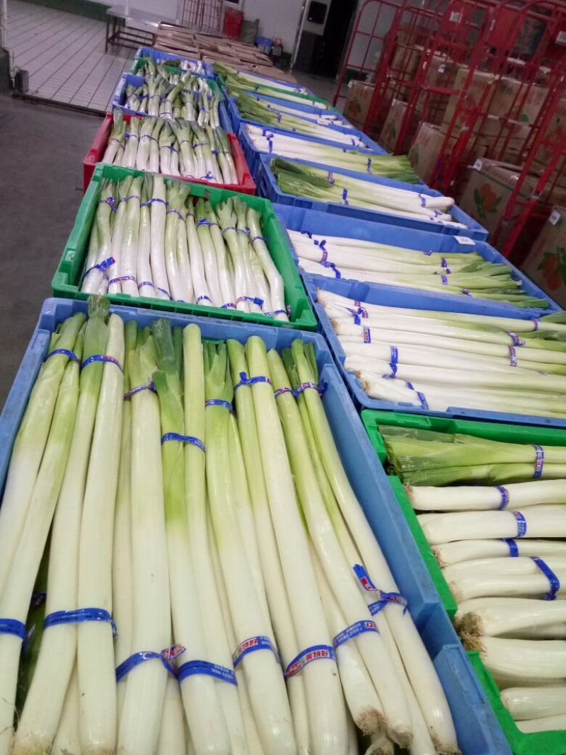长白大葱30~40cm毛葱3cm左右