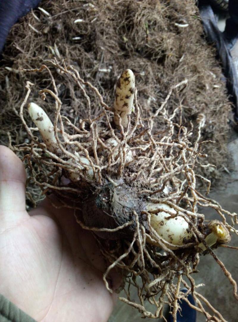 紫花三叉大白芨块茎种苗，产量高，长势好，适合发展种植