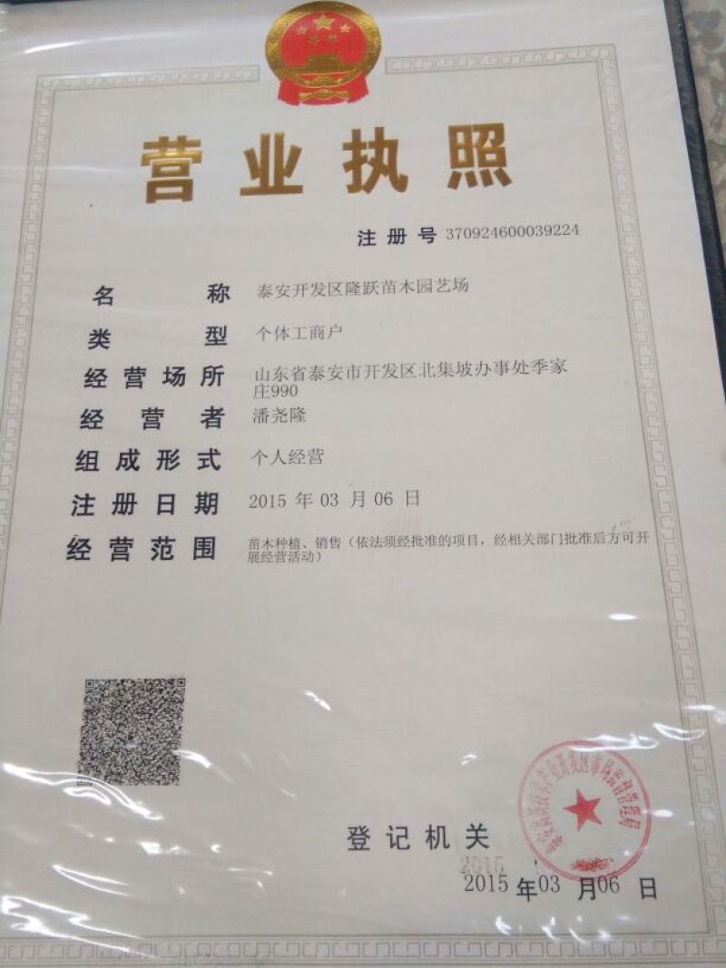 草莓苗30~40cm，红颜草莓苗，甜查理草莓苗，妙香。