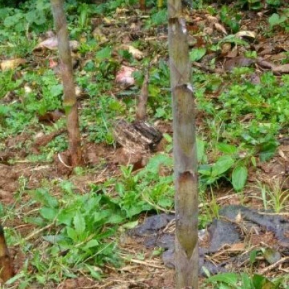 香笋湖北宜昌当阳市_批发_供应-一亩田农业网