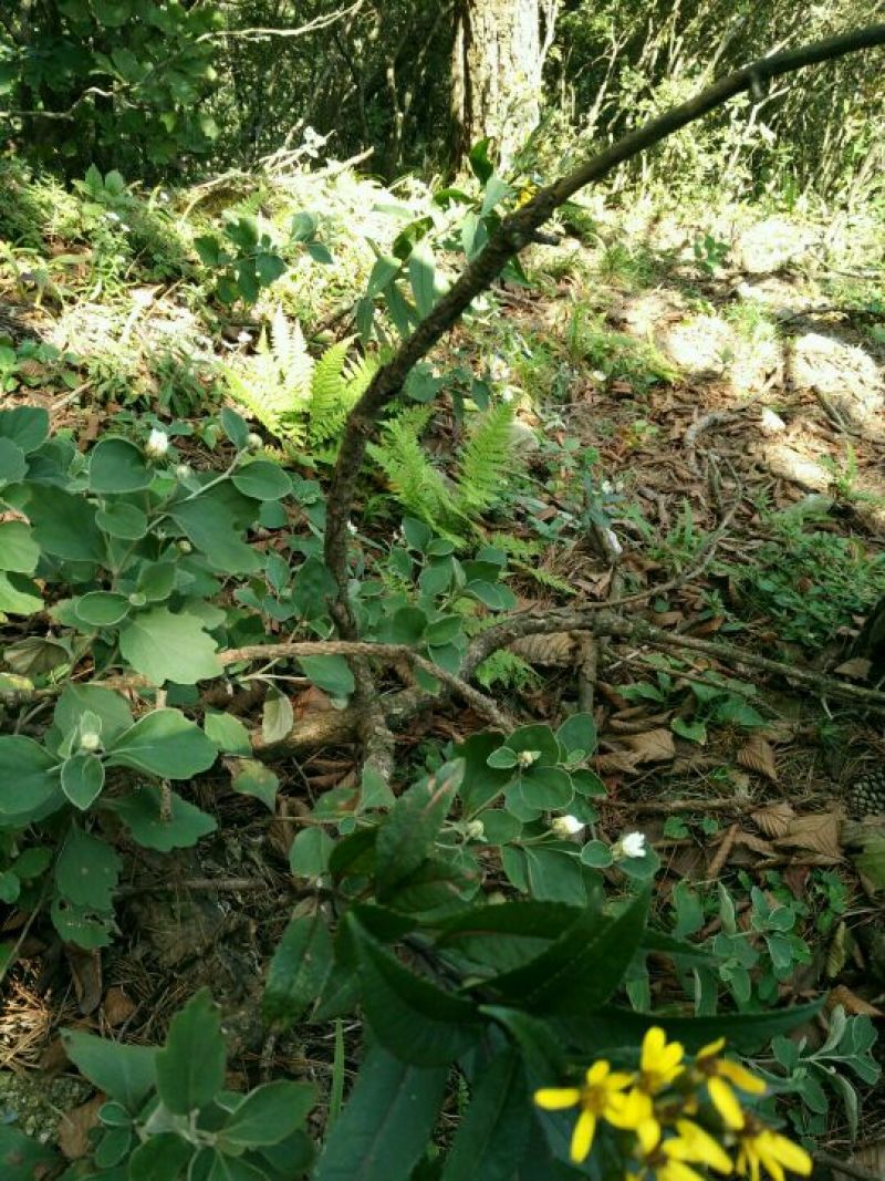 野菊花