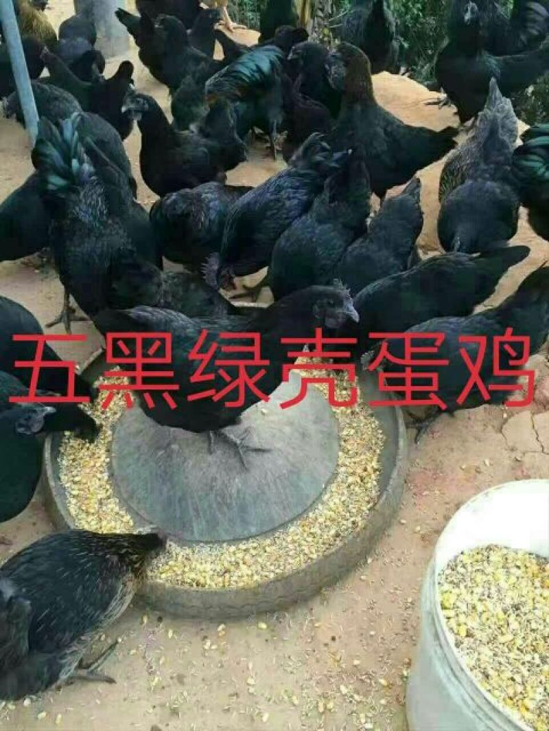 绿壳蛋鸡苗250克以下脱温苗