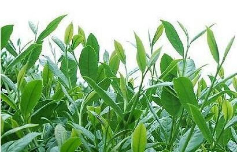 观音茶特级