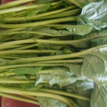 全能菠菜30~35厘米