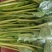 全能菠菜30~35厘米