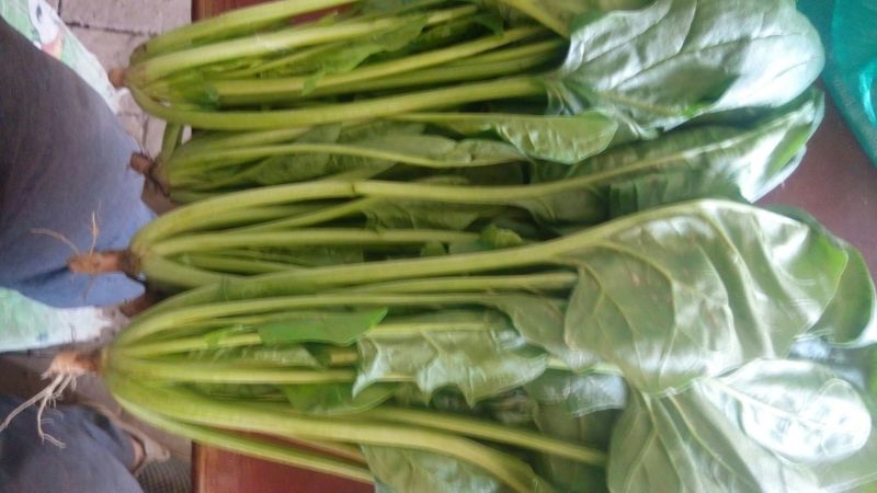 全能菠菜30~35厘米