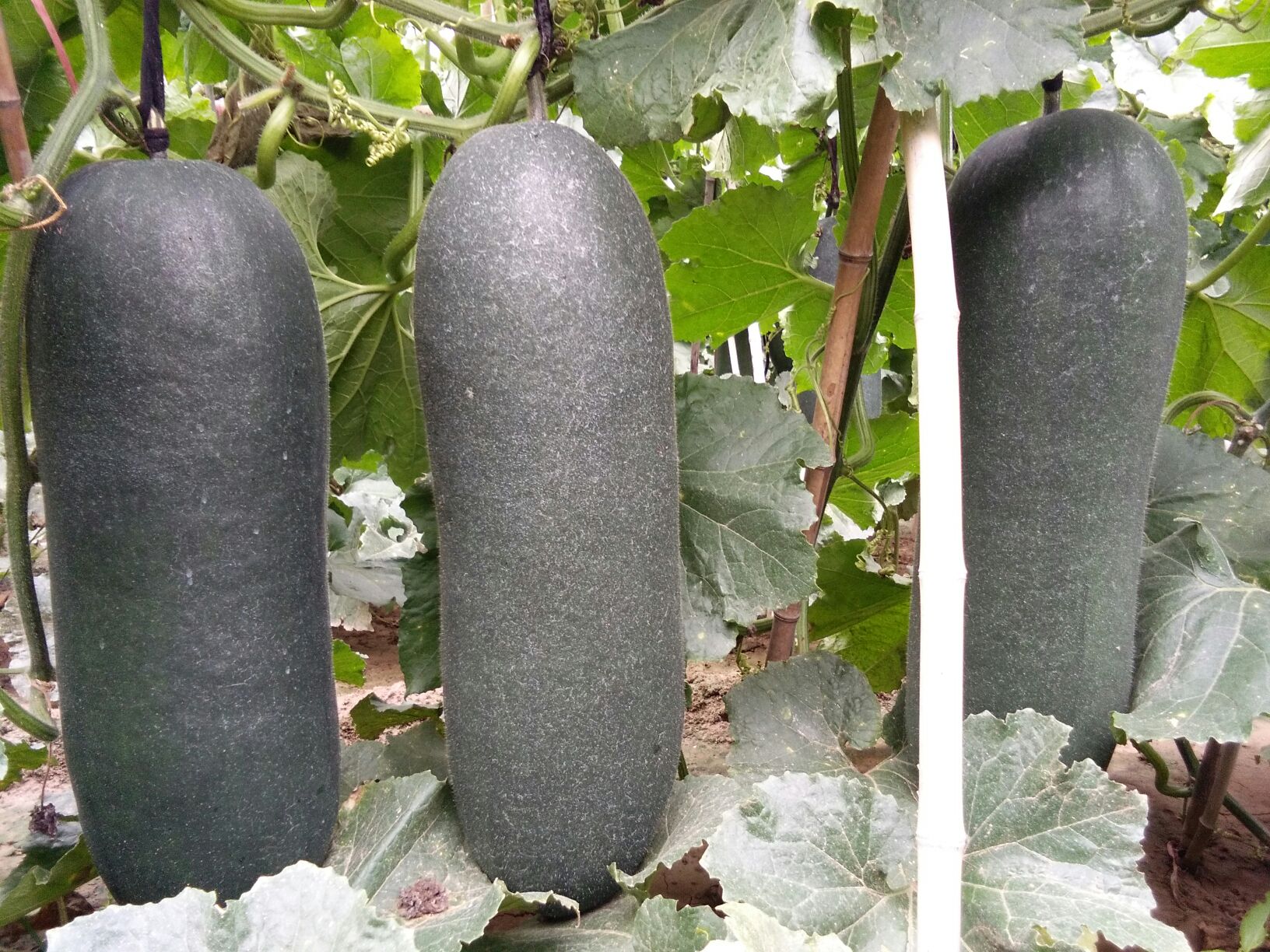 河南周口市郸城县黑皮冬瓜 25斤以上批发_钱娟