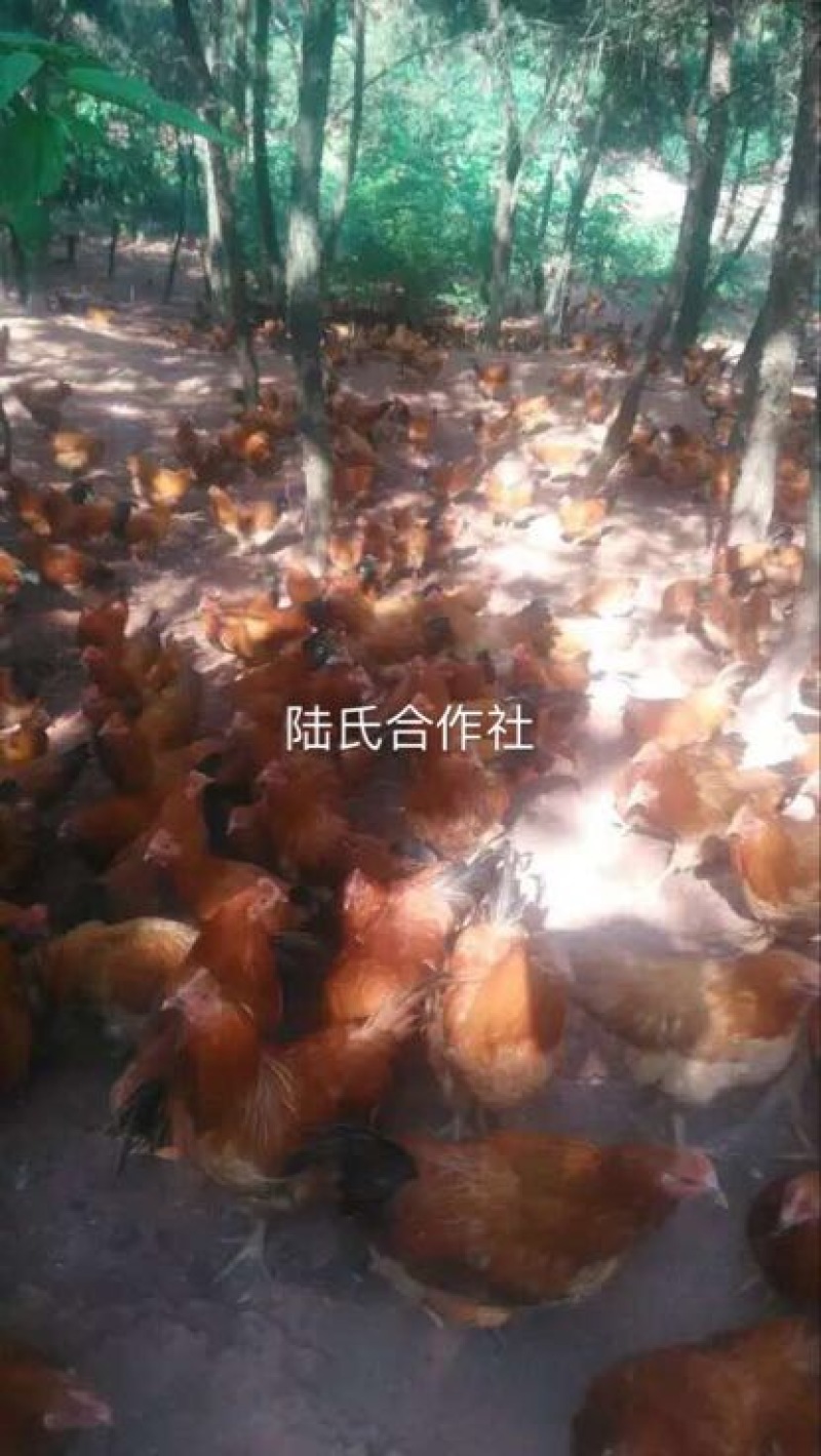 土鸡